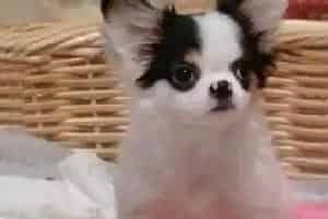 两个月的蝴蝶犬有点掉毛正常吗(蝴蝶犬)