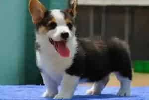 怎样选择洗浴用品让柯基犬皮肤不过敏(柯基犬)