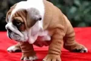 给斗牛犬选择优质洗毛剂的小秘籍(英国斗牛犬)