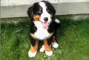 如何让伯恩山犬的毛发长的快(伯恩山犬)