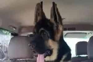 饲养德国牧羊犬的辅助用品有哪些(德国牧羊犬)