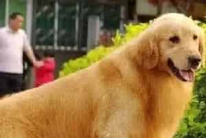 金毛犬需要必备哪些生活用品(金毛)