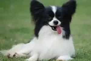 蝴蝶犬挑食不吃狗粮怎么办是好(蝴蝶犬)