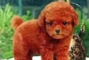 宠物用品大集合 贵宾犬的必备用品都有哪些(贵宾犬)