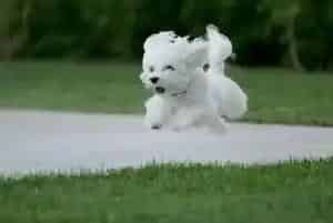 安全措施 轻松让马尔济斯犬爱上牵引绳(马尔济斯)