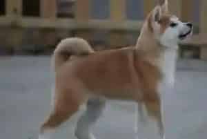 秋田犬放屁特别臭这是什么原因(秋田犬)