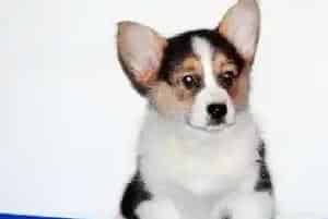 为什么一定要坚持给柯基犬吃狗粮(柯基犬)