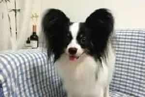 蝴蝶犬洗澡后腿就瘸了该怎么办(蝴蝶犬)