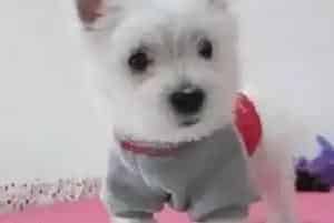 西高地先是拉肚子然后口吐白沫我该怎么办(西高地)