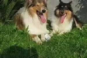 苏格兰牧羊犬严重缺钙站不起来怎么办(苏格兰牧羊犬)