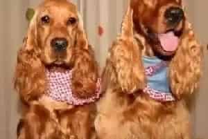 家庭保姆 可卡犬主人的小帮手——牵引绳(可卡犬)