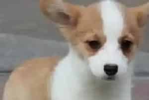 柯基犬最近大把大把掉毛是怎么了(柯基犬)
