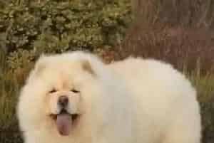 创意旅游用品使你更方便的带松狮犬坐车出行(松狮犬)