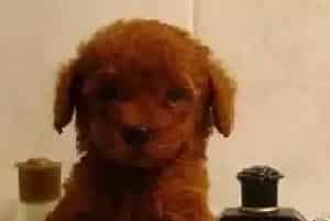 爬山攻略推荐 贵宾犬爬山的好处及需注意的事情(贵宾犬)
