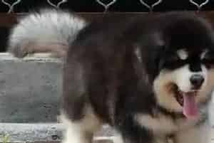 阿拉斯加雪橇犬洗浴用品大集合(阿拉斯加犬)