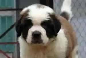 一岁多的圣伯纳犬为什么会拉稀(圣伯纳犬)