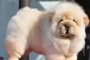 我家松狮犬眼白有血丝这是怎么了(松狮犬)