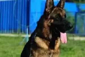 可以给德国牧羊犬染发吗 会有伤害吗(德国牧羊犬)