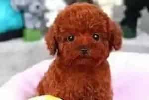 泰迪犬好像长双排牙了有解决方法吗(泰迪犬)