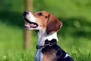 天热很热比格犬应如何顺利的度过的夏天(比格犬)
