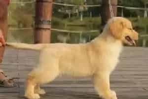 三个月的金毛犬可以吃什么狗粮(金毛)