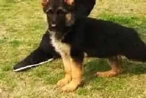 给德国牧羊犬使用牵引绳时要掌握的正确方法(德国牧羊犬)