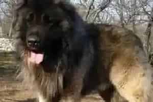 饲养高加索犬前的准备工作涉及到的方面有哪些(高加索犬)