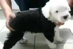 刚抱回家的古代牧羊犬可以立即去打疫苗吗(古代牧羊犬)