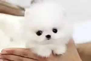 利用牵引绳训练博美犬注意事项多(博美犬)