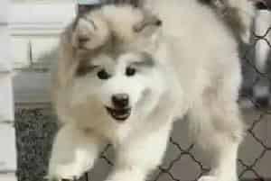 自制阿拉斯加雪橇犬磨牙用品新工艺(阿拉斯加犬)