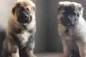 家中的哪些日用品会要了高加索犬的命(高加索犬)
