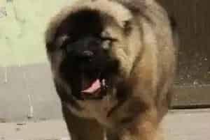 带高加索犬出海游玩要佩带牵引绳(高加索犬)