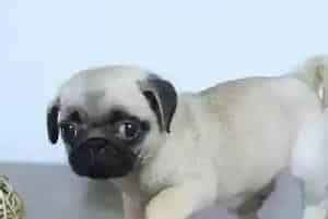 勿让家中的用品威胁到巴哥犬的安全(巴哥犬)