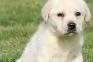 给拉布拉多犬选择什么样的驱虫用品好(拉布拉多)