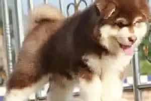 如何安排阿拉斯加犬的小窝 给它一个舒适的家(阿拉斯加犬)