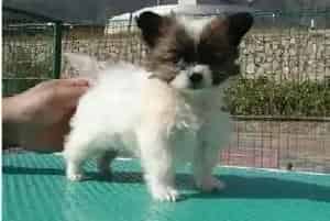 蝴蝶犬训练之机械刺激法(蝴蝶犬)