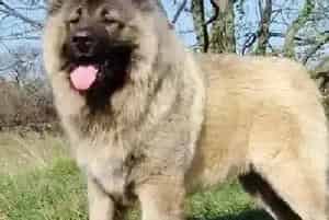 最想要的护理书之老师告诉你如何给高加索犬洗脚(高加索犬)