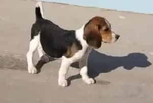 比格犬为什么会拉黄色的稀便(比格犬)
