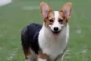 柯基犬因拉稀去打针,后来又开始呕吐怎么办(柯基犬)