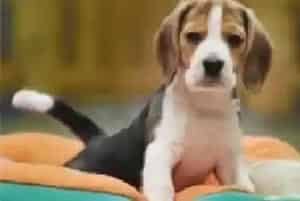 如何给比格犬的日常生活用品进行合理的消毒(比格犬)