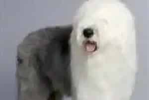 古代牧羊犬不吃狗粮是为什么 怎么办(古代牧羊犬)