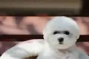 怎样正确的训练比熊犬戴牵引绳(比熊犬)