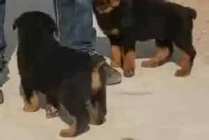 如何让罗威纳犬在孕期中享受到营养与安静的环境(罗威纳犬)