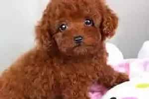 炎热的夏季可以给泰迪犬修理毛发吗(泰迪犬)