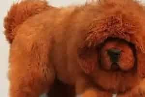 怎样让藏獒犬乖乖戴牵引绳?藏獒的牵引绳训练(藏獒)