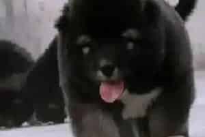 怎样培养高加索犬吃饭的规矩(高加索犬)
