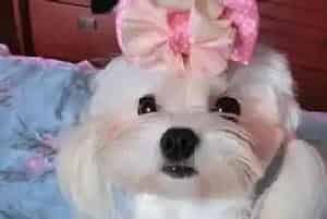 灭虫必杀技之四个要点让马尔济斯犬远离螨虫骚扰(马尔济斯)