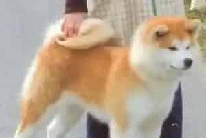 秋田犬身上有很多皮屑怎么办 是螨虫吗(秋田犬)