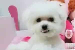 两个月的比熊犬应该吃什么牌子的狗粮(比熊犬)