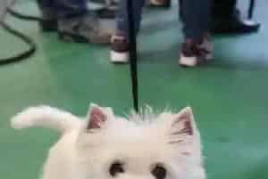 怎样在第一时间解决西高地的不良行为(西高地)
